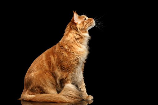 Ginger Maine Coon Cat Sitting and Curious Looking up Isolated on Black Background, Profile view
