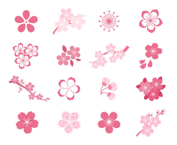 kirschblüte japanische sakura vektor-symbol-set - kirschblüte stock-grafiken, -clipart, -cartoons und -symbole