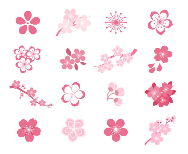 illustrazioni stock, clip art, cartoni animati e icone di tendenza di set di icone vettoriali sakura giapponesi in fiore di ciliegio - blossom branch tree silhouette