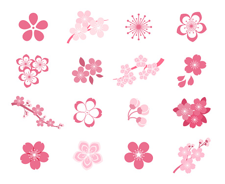 Cherry blossom japanese sakura vector icon set. Nature japanese cherry, spring floral sakura, blossom flower sakura, icon sakura illustration