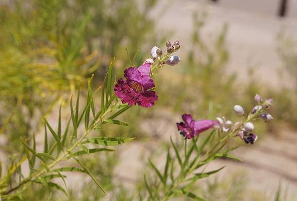 flor del sauce del desierto - single flower flower desert new mexico fotografías e imágenes de stock