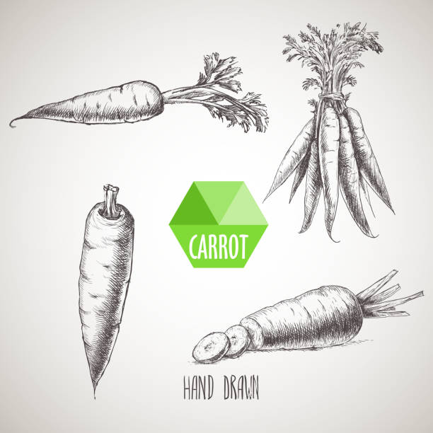 Hand drawn carrot set. Hand drawn carrot set. Organic eco vegetable food background.Vector sketch style illustration. carrot stock illustrations
