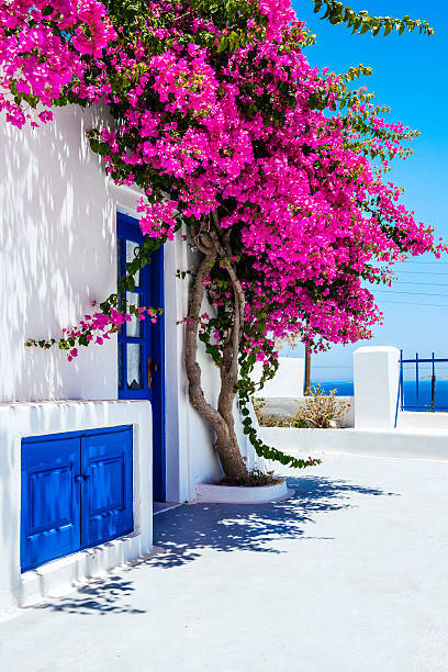 Traditional White Houses Covered with Bougainvillea Flower in Santorini, Greece Bright morning scene of Oia (Ia) village on Santorini, Greece. Oia with Traditional White Houses with Blue Doors, Covered with Bougainvillea Flower and with view to the sea, Santorini, Greece greek islands stock pictures, royalty-free photos & images
