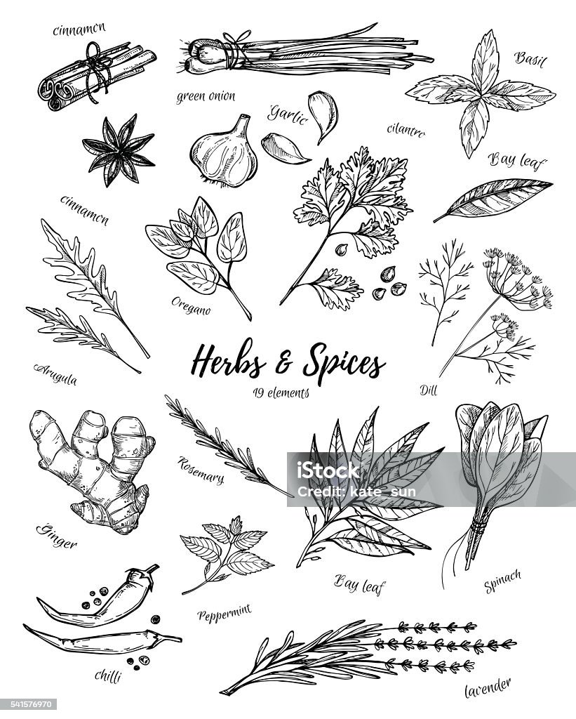 Hand drawn vintage illustration - herbs and spices. Vector - Royalty-free Kruidengeneeskunde vectorkunst