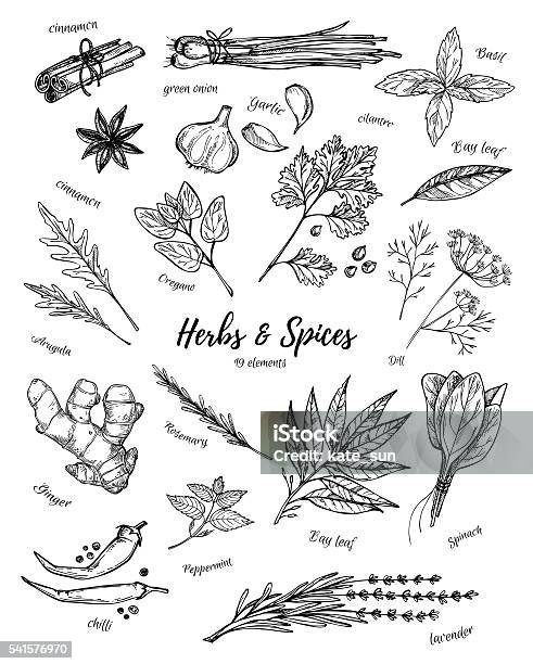 Hand Drawn Vintage Illustration Herbs And Spices Vector Stockvectorkunst en meer beelden van Kruidengeneeskunde