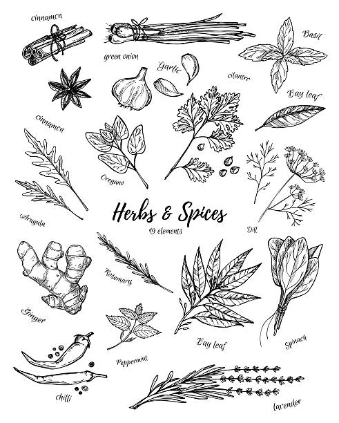 руки drawn винтаж иллюстрация с травами и пряностями. вектор - rosemary herb vegetable garden herbal medicine stock illustrations