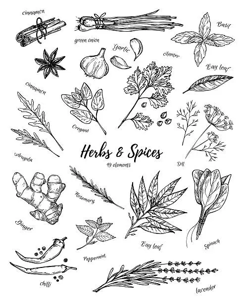 Vector illustration of Hand drawn vintage illustration - herbs and spices. Vector