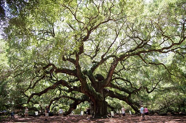 istock Angel Oak Johns Island 541577502