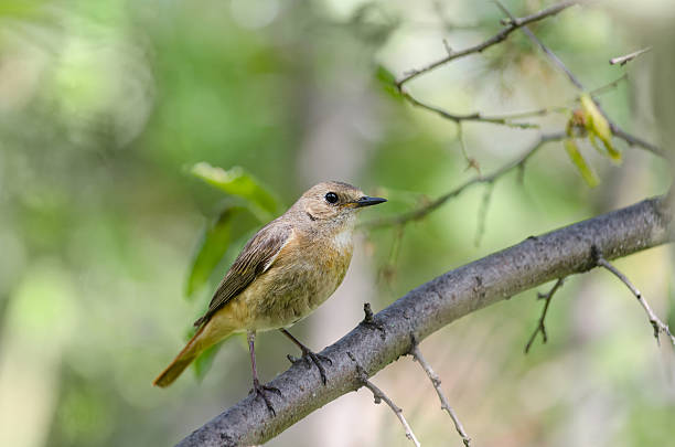 istock The bird sitting on the branch 541578450