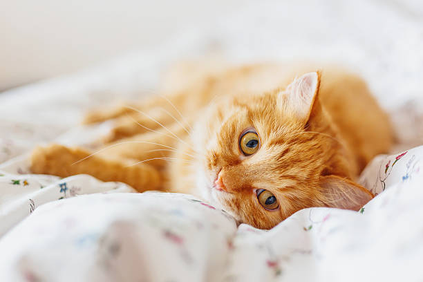istock Cute ginger cat lying in bed. Fluffy pet looks curious. 541578474