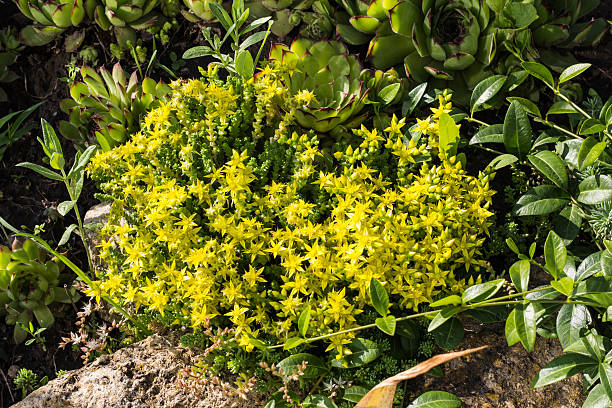 istock yellow flowers background 541578560