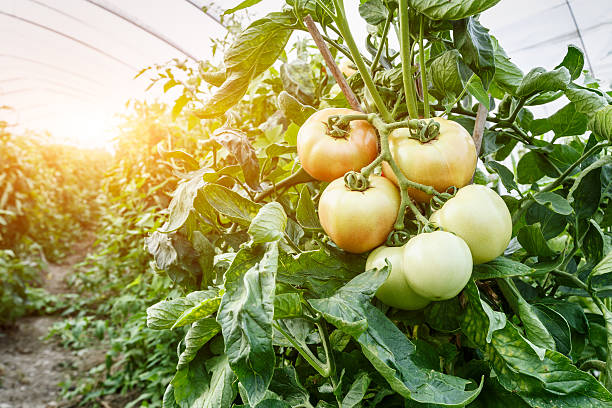 istock Fresh tomatoes grown in greenhouses 541579142