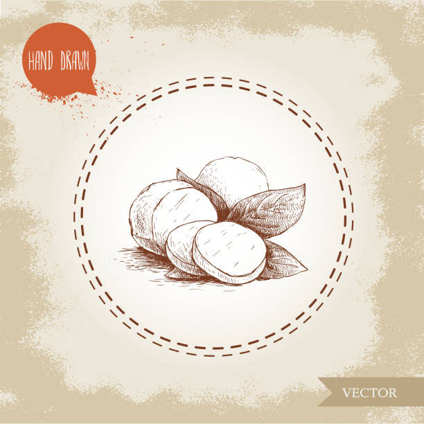 illustrazioni stock, clip art, cartoni animati e icone di tendenza di mozzarella disegnata a mano con foglie di basilico - mozzarella
