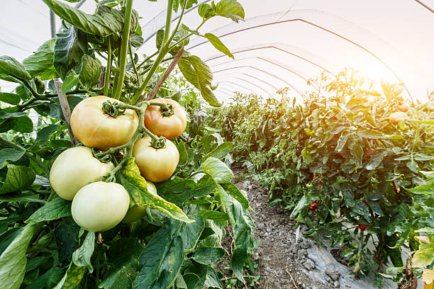 istock Fresh tomatoes grown in greenhouses 541579704