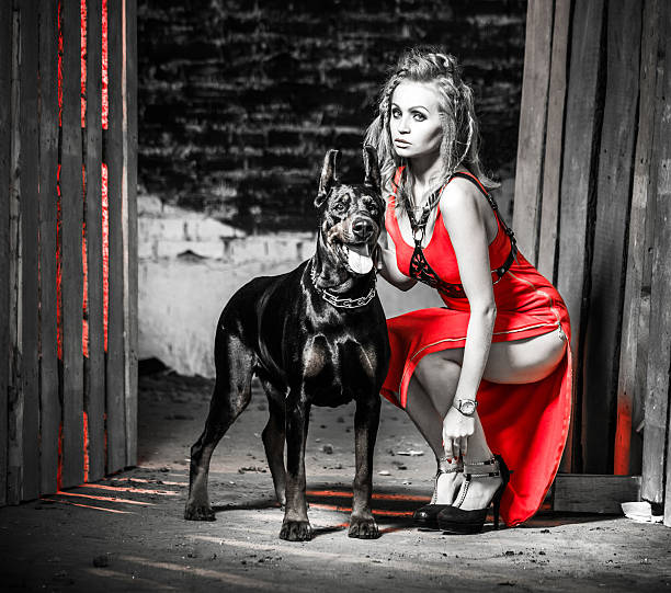 Beautiful young woman dressed in seductive red dress, leather shoulder-belt and high heels shoes. The blonde woman is posing with female doberman pinscher traditional black and rusty color. The woman is squatting near a old wooden fence. She is looking at the camera. The doberman with open mouth looking at the camera too. Shooting in a abandoned building