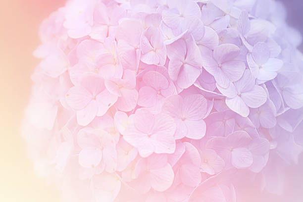 istock Purple and pink hydrangea flower (Hydrangea macrophylla) in a garden 541580118