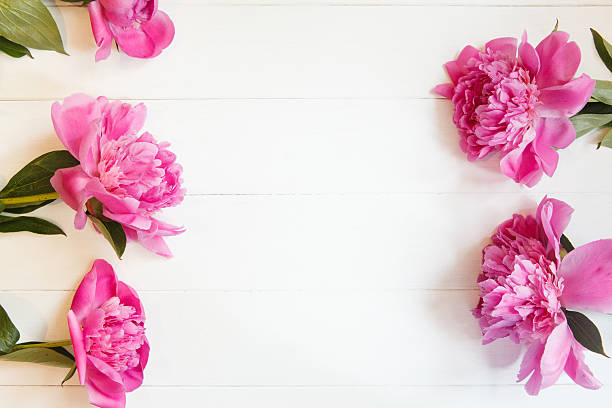 istock Bright pink peonies on white wooden background 541580720