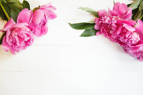istock Bright pink peonies on white wooden background 541580820
