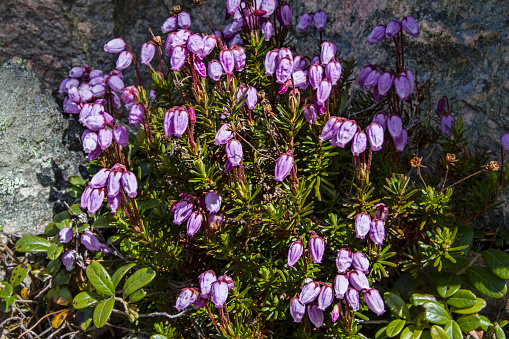 Daboecia cantabrica can also be found now and then in the Norwegian valleys