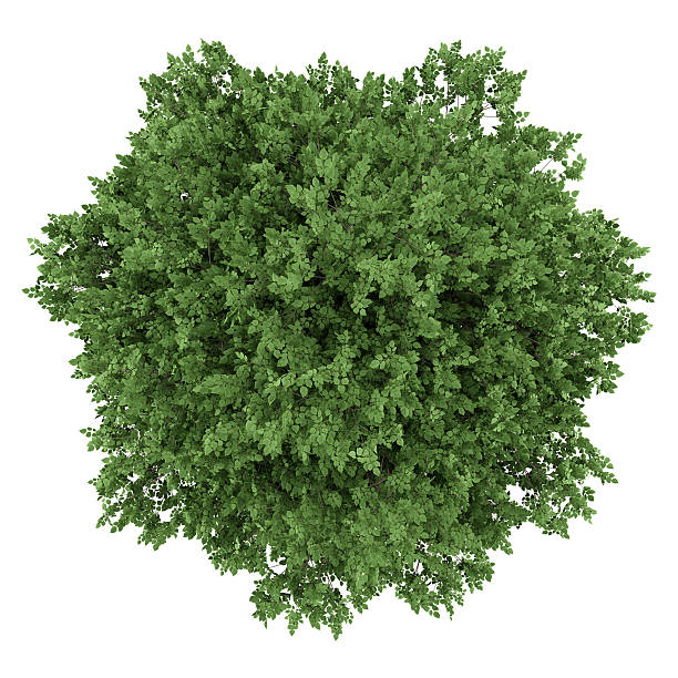 istock top view of large-leaved lime tree isolated on white background 541581826