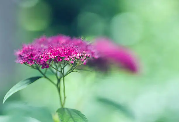 Photo of Spiraeajaponica 'Bullata' (lat. Spiraea japonica)