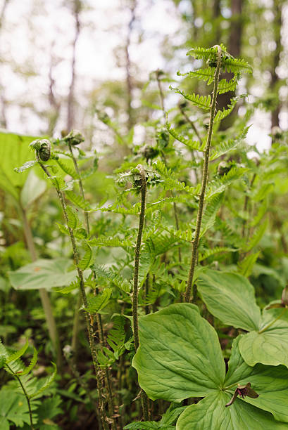 istock japanese osmunda 541583986
