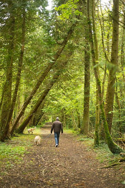 istock Man in woods walking with his dogs 541584038