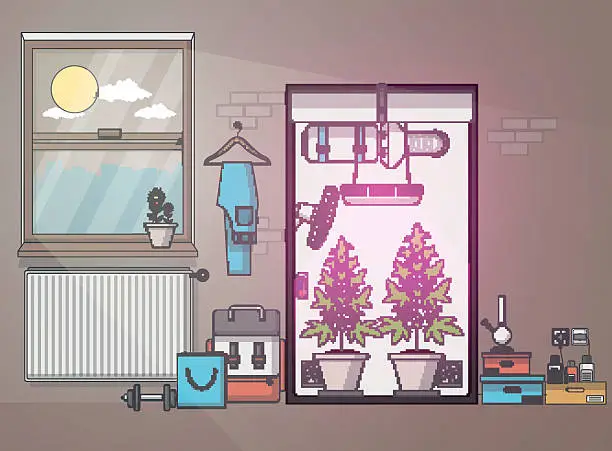 Vector illustration of Quality Flat Design Room and Growing Marijuana in Growbox.