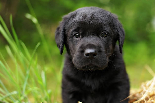 istock beautiful purebred black puppy dog Labrador 541586420