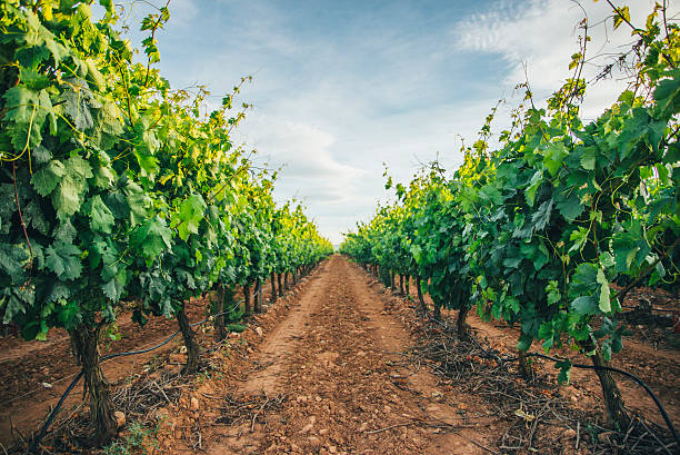 Vineyards Vineyards in La Rioja, Spain. rioja photos stock pictures, royalty-free photos & images