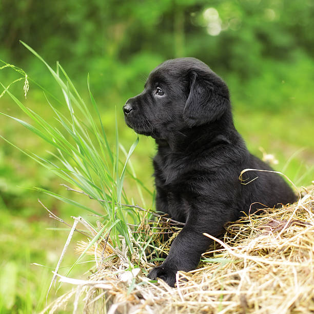 istock beautiful black puppy dog Labrador 541586492