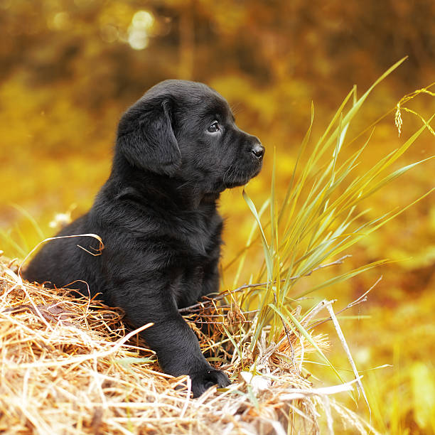 istock beautiful black puppy dog Labrador 541586830