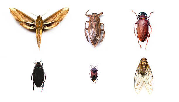 istock Collection of insects on isolated white background. 541587858