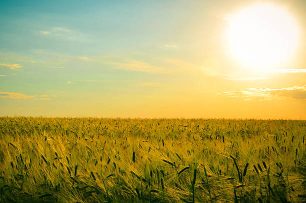 istock golden wheat field and the sky at sunny day 541591762