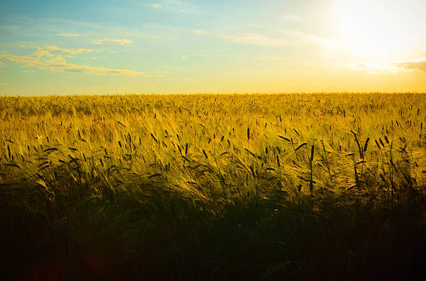 istock golden wheat field and the sky at sunny day 541591848