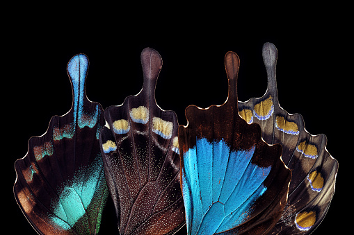 Four butterfly wings photographed as four human figures, metaphor for a fashion collection.