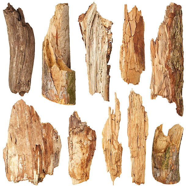 часть ствола. набор - stick wood isolated tree стоковые фото и изображения