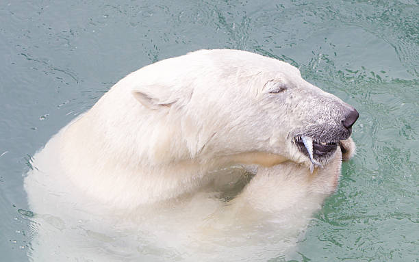 nahaufnahme eines polarbären (eisbär), der einen fisch isst - polar bear bear white close up stock-fotos und bilder