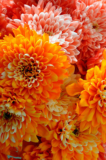 istock macro of orange aster flower 541593004