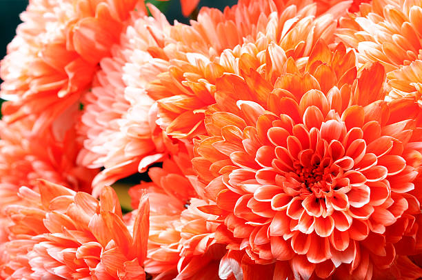 istock Macro of orange aster flower 541593156