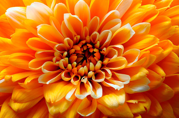 istock Macro of orange aster flower 541593298