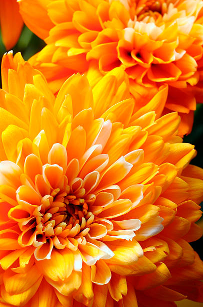 istock Macro of orange aster flower 541593448