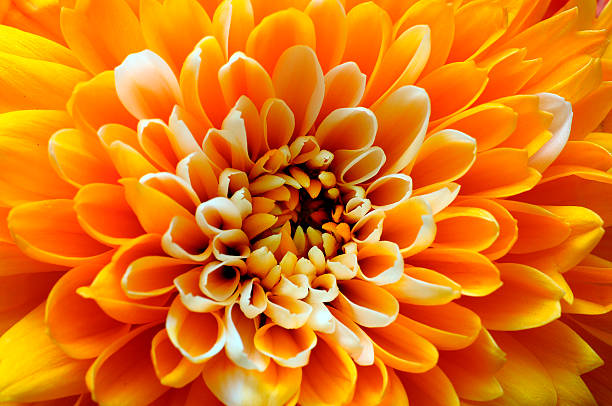 istock Macro of orange aster flower 541593602