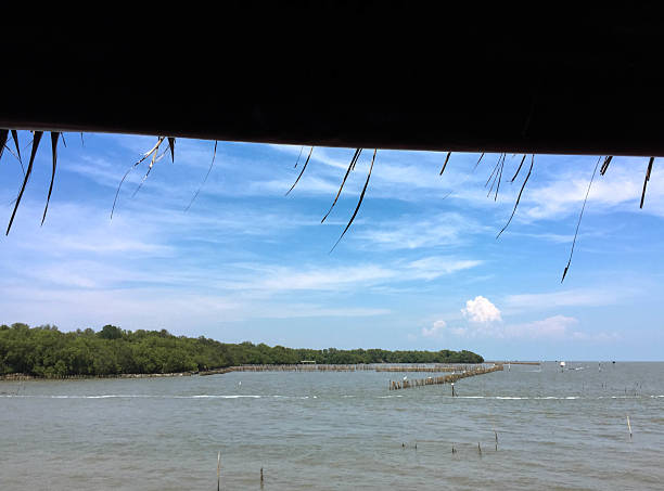 istock Landscape view of coastal forest conservation site 541595088