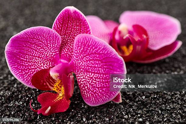 Orchid Flowers Close Up Stock Photo - Download Image Now - Beauty In Nature, Black Color, Botany