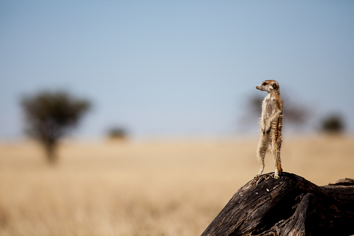 The meerkats (Suricata suricatta) sitting on a log. Close-up photo of meerkats isolated from background.