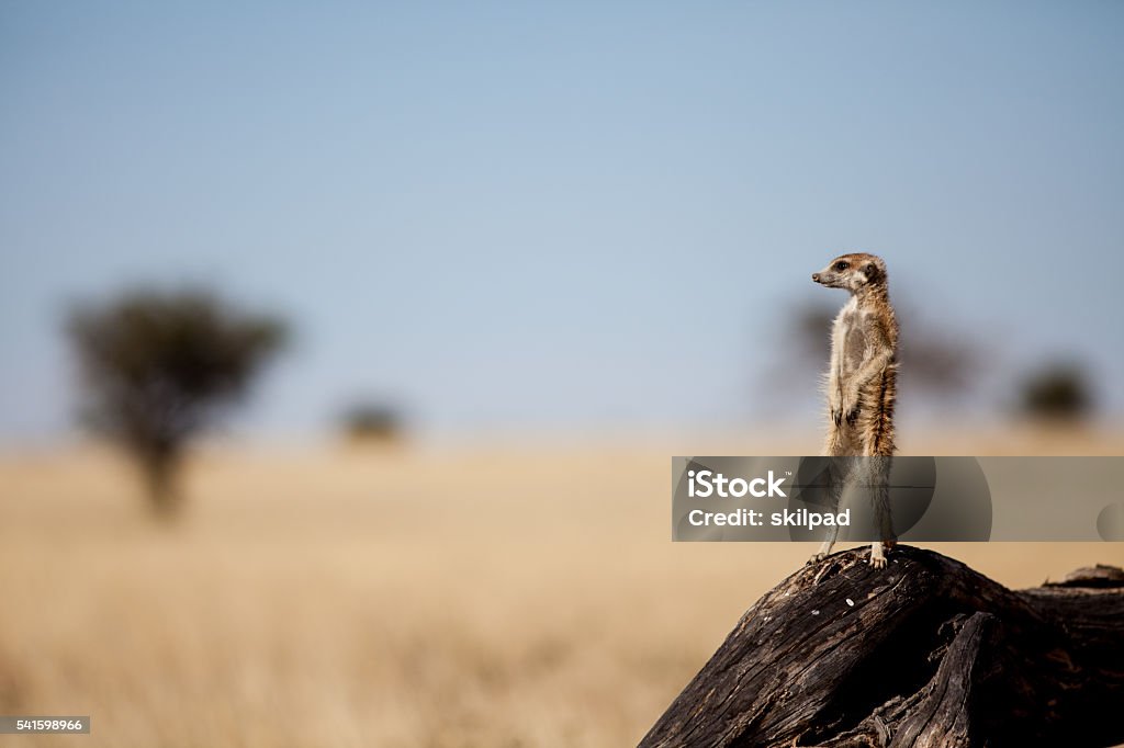 Suricate on the lookout for danger A suricate stands on the branch of a tree in the Kgalagadi park in South Africa. It is vigilant for danger from predators, including birds of prey.  Meerkat Stock Photo