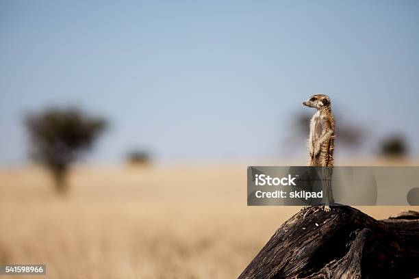 Suricate On The Lookout For Danger Stock Photo - Download Image Now - Meerkat, Savannah, South Africa