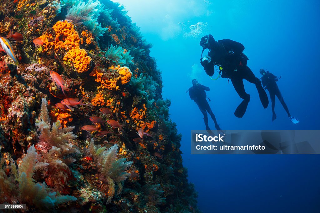 Underwater  Scuba divers enjoy  Explore  reef   Sea life  Sea sponge Scuba diving. Beautiful sea life, live sea orange gorgonian. Underwater scene with group of scuba divers, explore and enjoy at sea sponge. Scuba diver point of view. Underwater Diving Stock Photo