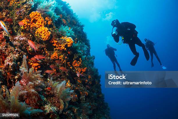 Underwater Scuba Divers Enjoy Explore Reef Sea Life Sea Sponge Stock Photo - Download Image Now
